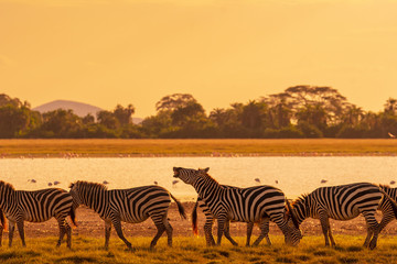 Fototapeta na wymiar Zebra in sunset