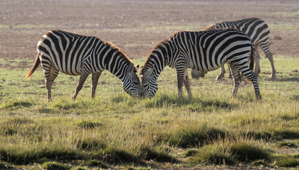 Fototapeta na wymiar two Zebra eating grass head to head