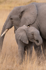 Naklejka premium słoniątko i mama