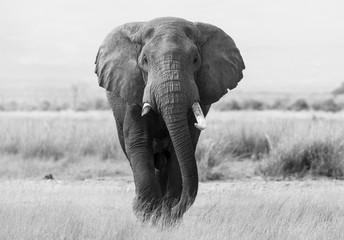 Le profil de l& 39 éléphant