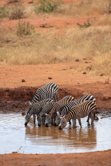 Obraz na płótnie Canvas Zebras drinking water