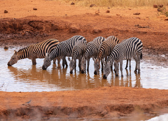 Fototapeta na wymiar Zebras drinking water