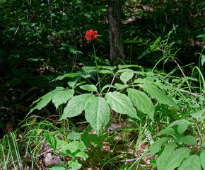 Wild panax ginseng. A close up of the most famous medicinal berrys ginseng (Panax ginseng).    