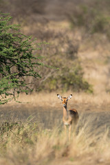 Naklejka na ściany i meble impala in the bush