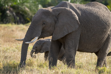 Fototapeta na wymiar elephant baby and mum