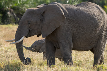 Obraz premium elephant baby and mum