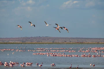 Aluminium Prints Flamingo flamingo group in the lake