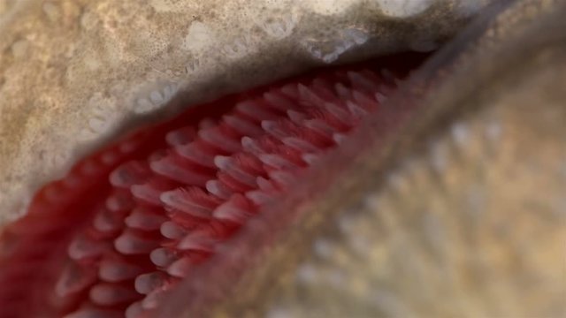 movement and work of the gills when breathing in sturgeon fish, close-up