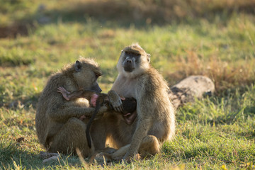 baboon family in sunshine