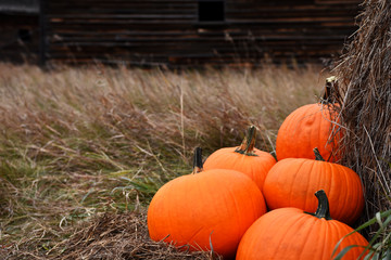 Holiday Pumpkin Background