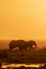 Obraz premium elephants in sunset