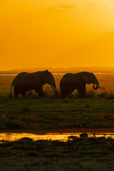 Fototapeta premium elephants in sunset