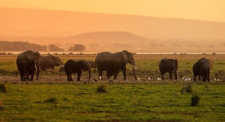 Fototapeta na wymiar elephants in sunset