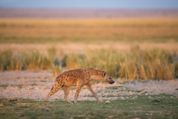 a walking Spotted Hyaena