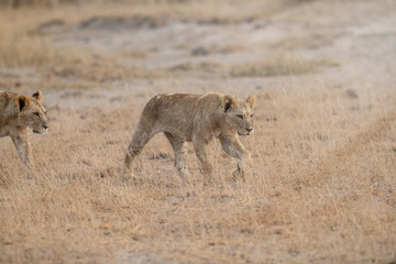 walking lions in savanna