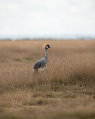 Obraz na płótnie Canvas Grey Crowned Crane