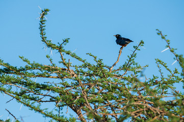 superb starling