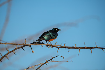 superb starling