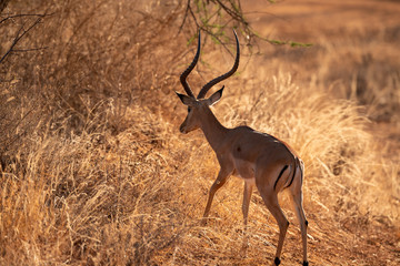 Impala ram in the bush