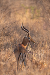 Impala ram in the bush