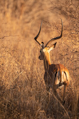Impala ram in the bush
