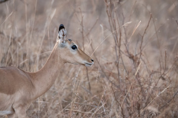 impala in the bush
