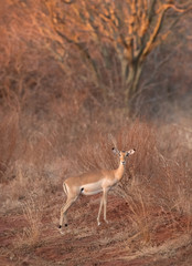 impala in the bush