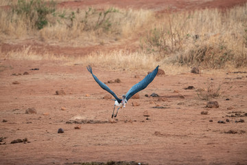 Flying Marabou stork