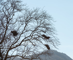 birds nests on trees