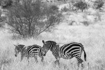 Fototapeta na wymiar Zebras under trees