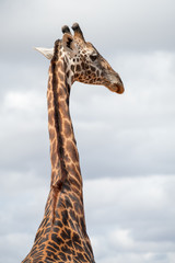 the isolated giraffe