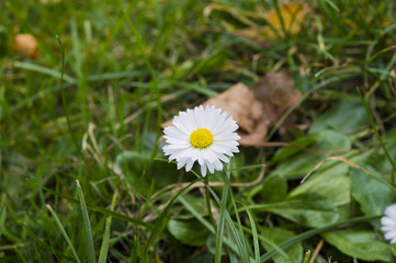 White soft chamomile in green grass