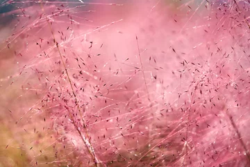 Fotobehang Fluor Roze Roze Muhly Gras Achtergrond  © 수동 김