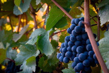 Clusters of ripe wine grapes ready for harvest at a vineyard in southern oregon
