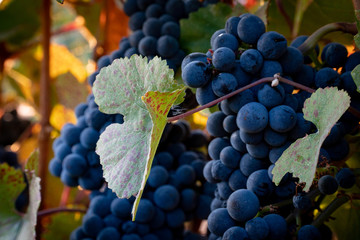 Clusters of ripe wine grapes ready for harvest at a vineyard in southern oregon