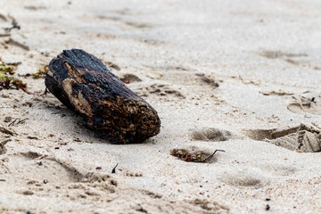 beach in autumn, no people, sand, seasweed