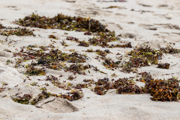 beach in autumn, no people, sand, seasweed