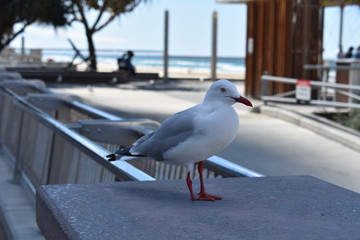 Maxie the Seagull