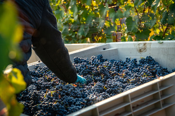 Vineyard worker removing leaves from a harvest bin at a vineyard in southern oregon