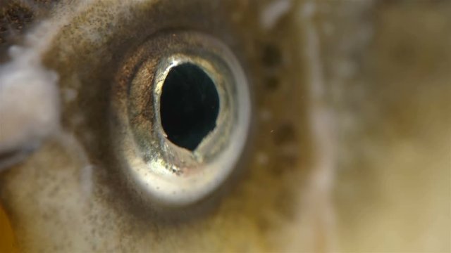 eye of sturgeon family, closeup