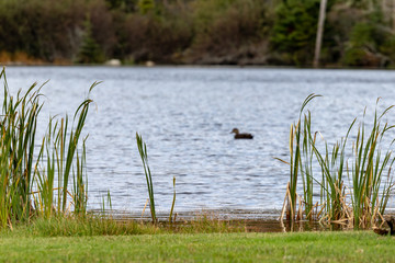 duck on lack blurred background