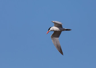 Arctic Tern in flight