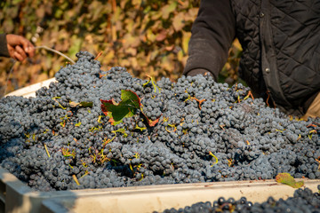 Freshly harvested wine grapes in a harvest bin at a vineyard in southern oregon