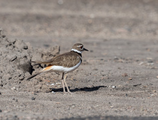 Adult Killdeer on the shore