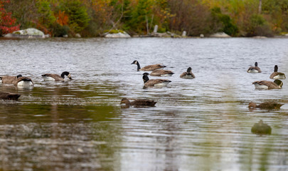 ducks in a pond