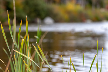 green grass in the pond