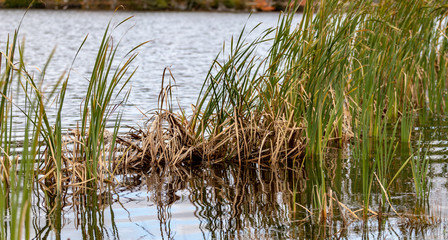 reeds in the lake