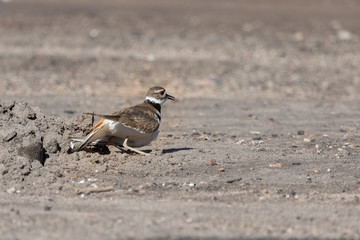 Mother killdeer pretending to be injured