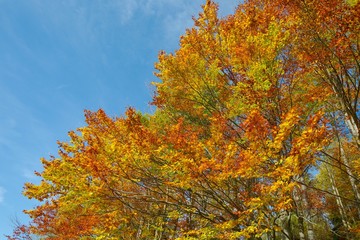 Autumn tree leaves