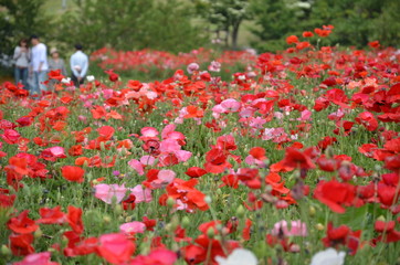 Fototapeta premium ポピーと風景